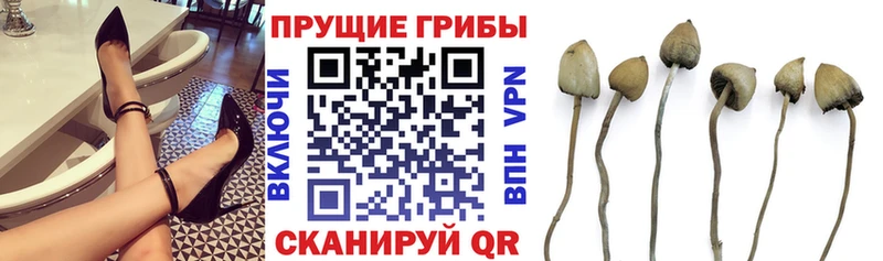 наркота  Хадыженск  Галлюциногенные грибы Psilocybine cubensis 